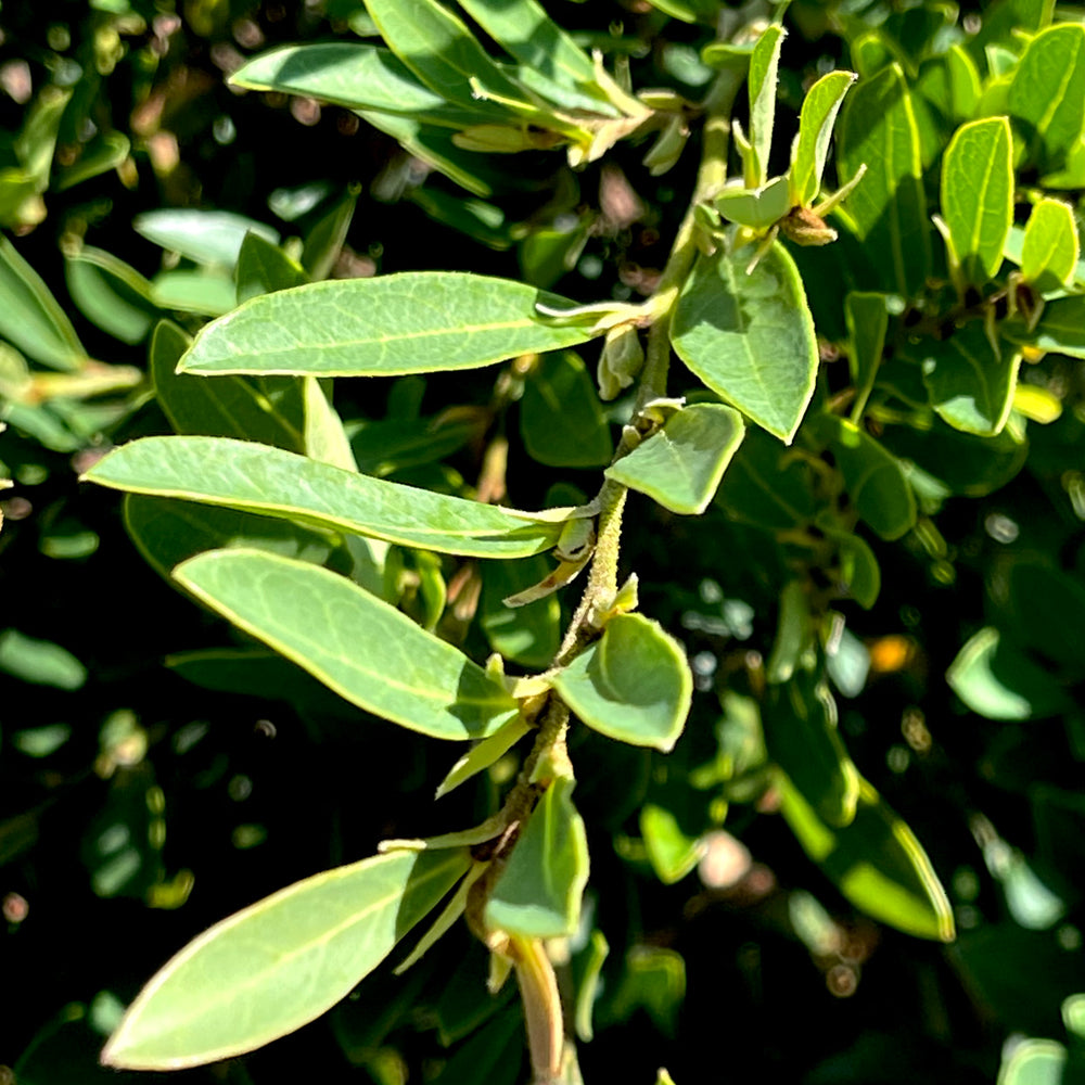 Cinnamon Girl™ Distylium Lots of Plants