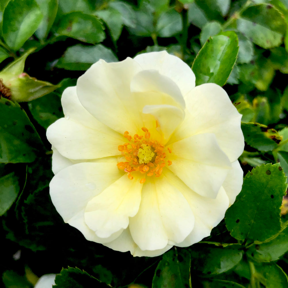 Popcorn Drift® Rose 3 gallon container Lots of Plants