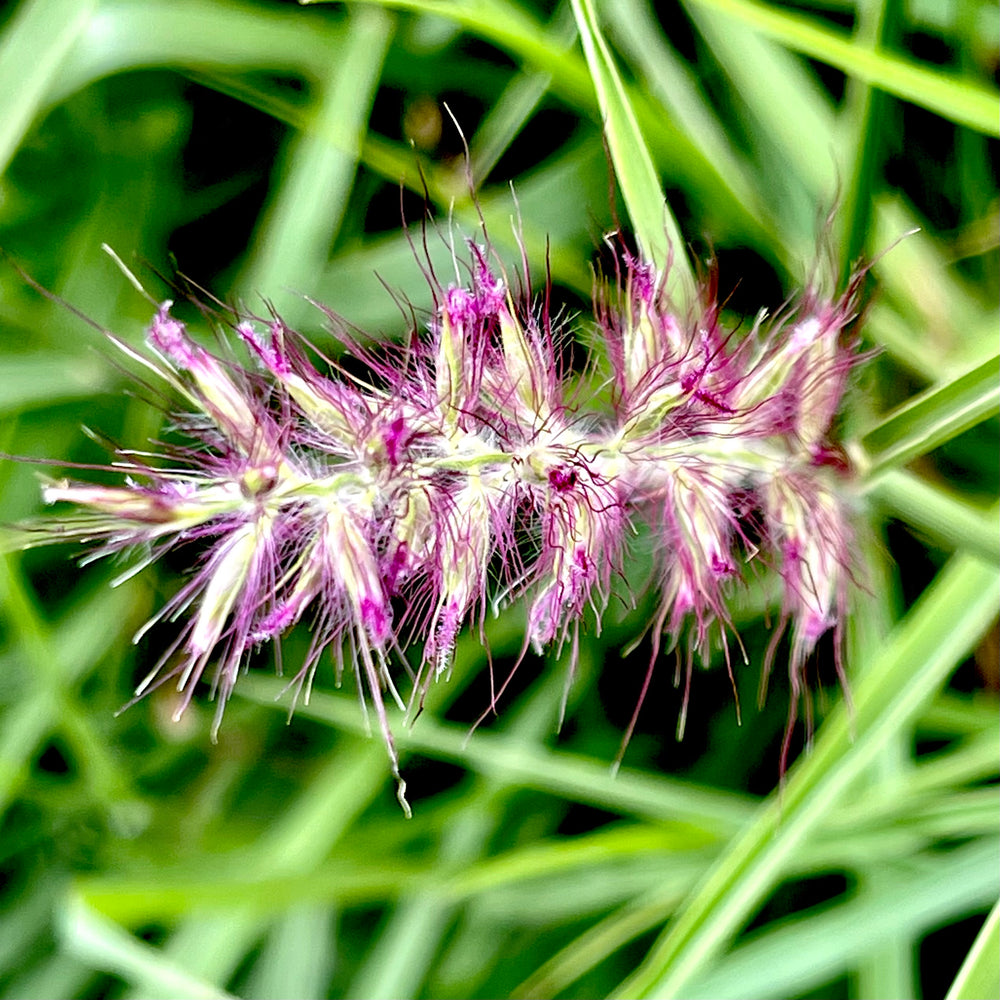 Karley Rose Fountain Grass 3 gallon container Lots of Plants