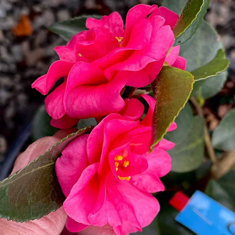 Shishi Gashira Camellia