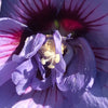 Blue Chiffon® Hibiscus 'Rose of Sharon'