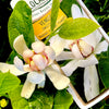 Venus Sweetshrub Calycanthus