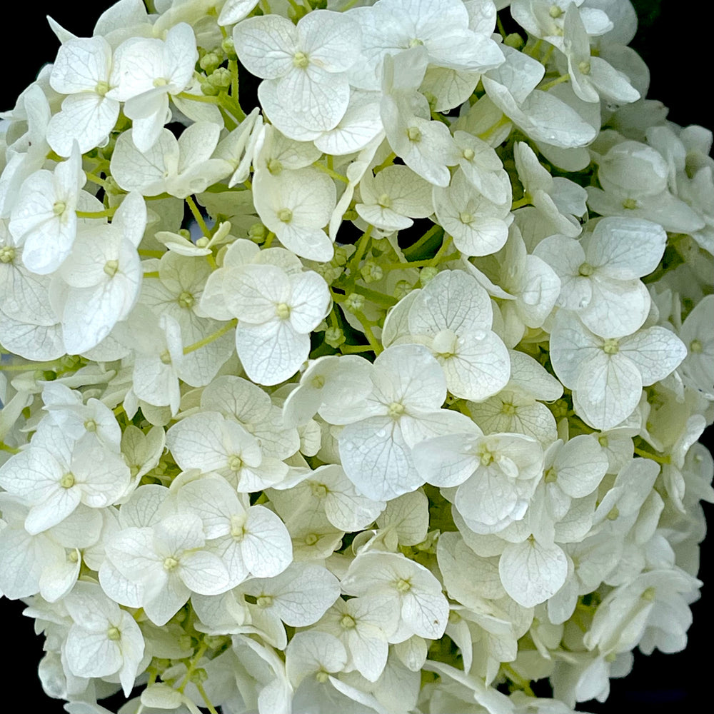 Incrediball® Arborescens Hydrangea- 3 or 7 gallon container – Lots of ...