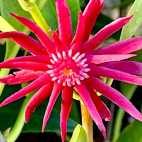 Star Flower Scorpio Illicium Anise