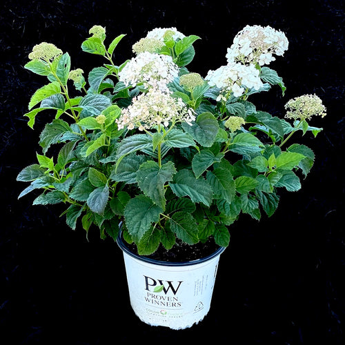 Blushing Bride® Hydrangea - 3 gallon container – Lots of Plants