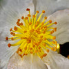 Setsugekka Camellia