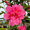 Arctic Dawn Camellia