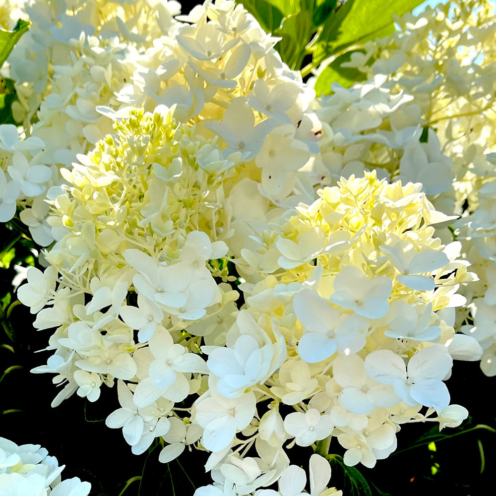 White Wedding Hydrangea - 3 Or 7 Gallon Container – Lots Of Plants