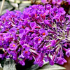 Lo and Behold® Purple Haze Butterfly Bush