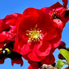 Double Take™ Scarlet Storm Quince