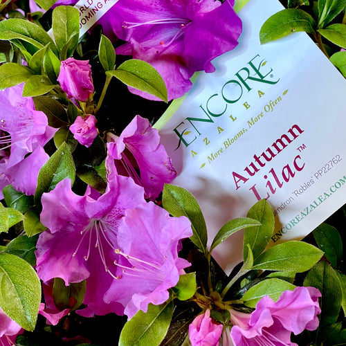Autumn Lilac® Encore Azalea