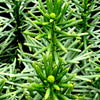 Fastigiata Plum Yew