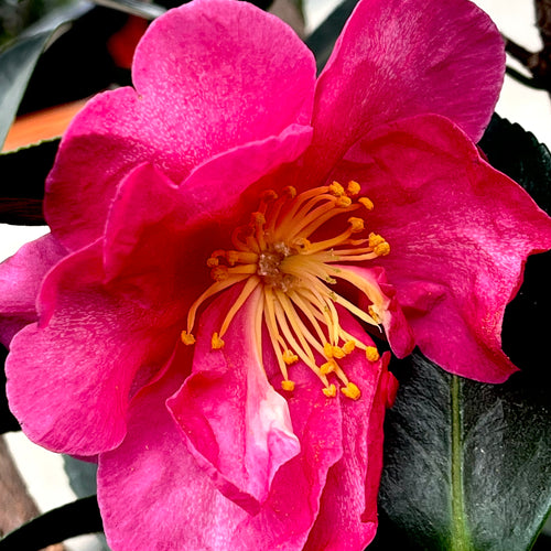 Kanjiro Camellia