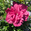 Magenta Chiffon® Hibiscus 'Rose of Sharon'