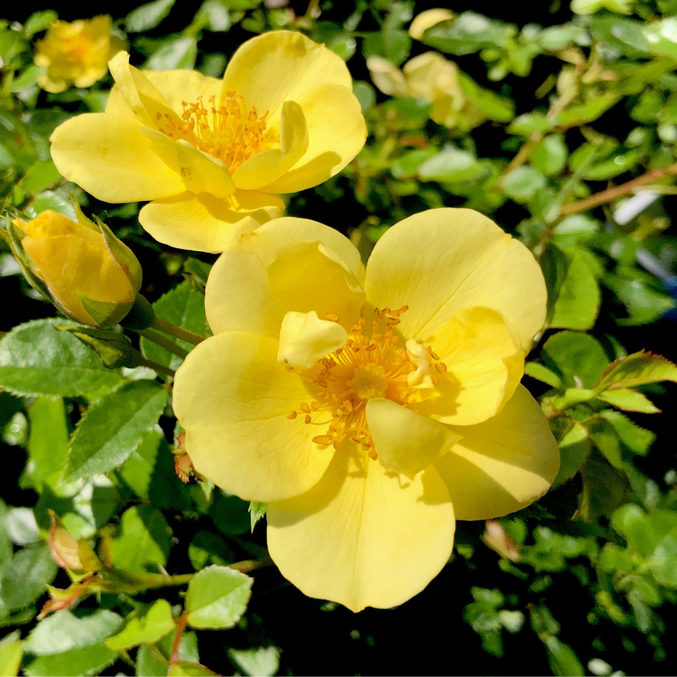 Wild Yellow Rose Bush