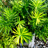Drupacea Japanese Plum Yew