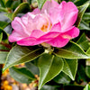 October Magic® Orchid™ Camellia
