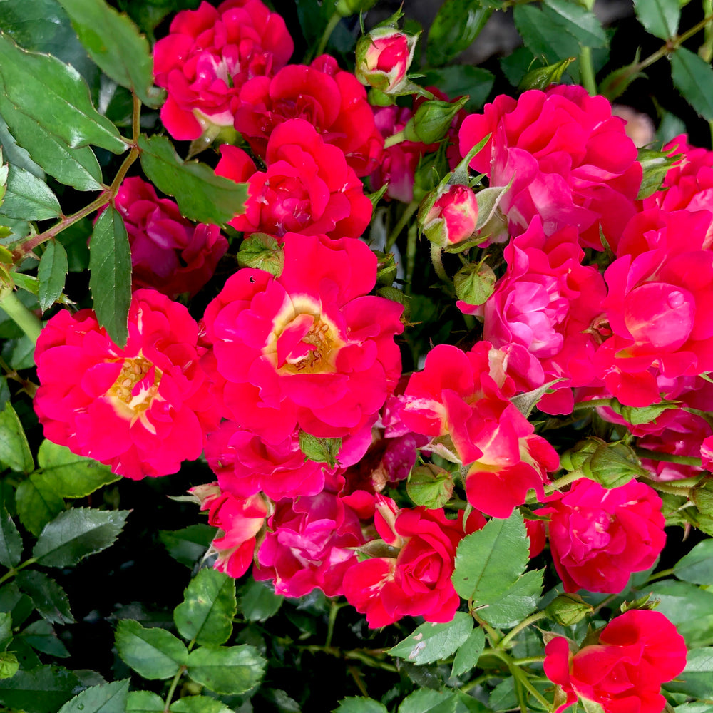 Red Drift® Rose - 3 gallon container – Lots of Plants