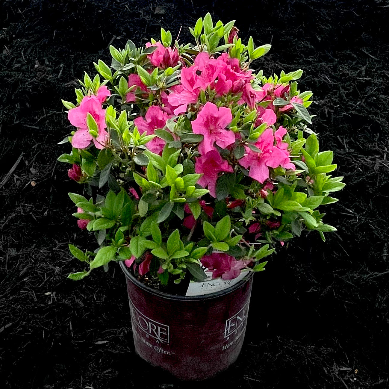 Autumn Sangria Encore Azalea- 3 Gallon