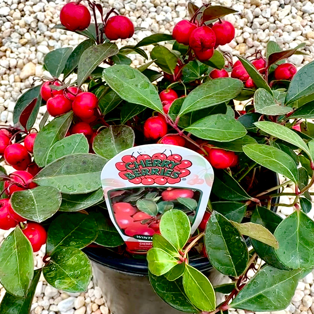 Cherry Berries™ Wintergreen 1 gallon container Lots of Plants