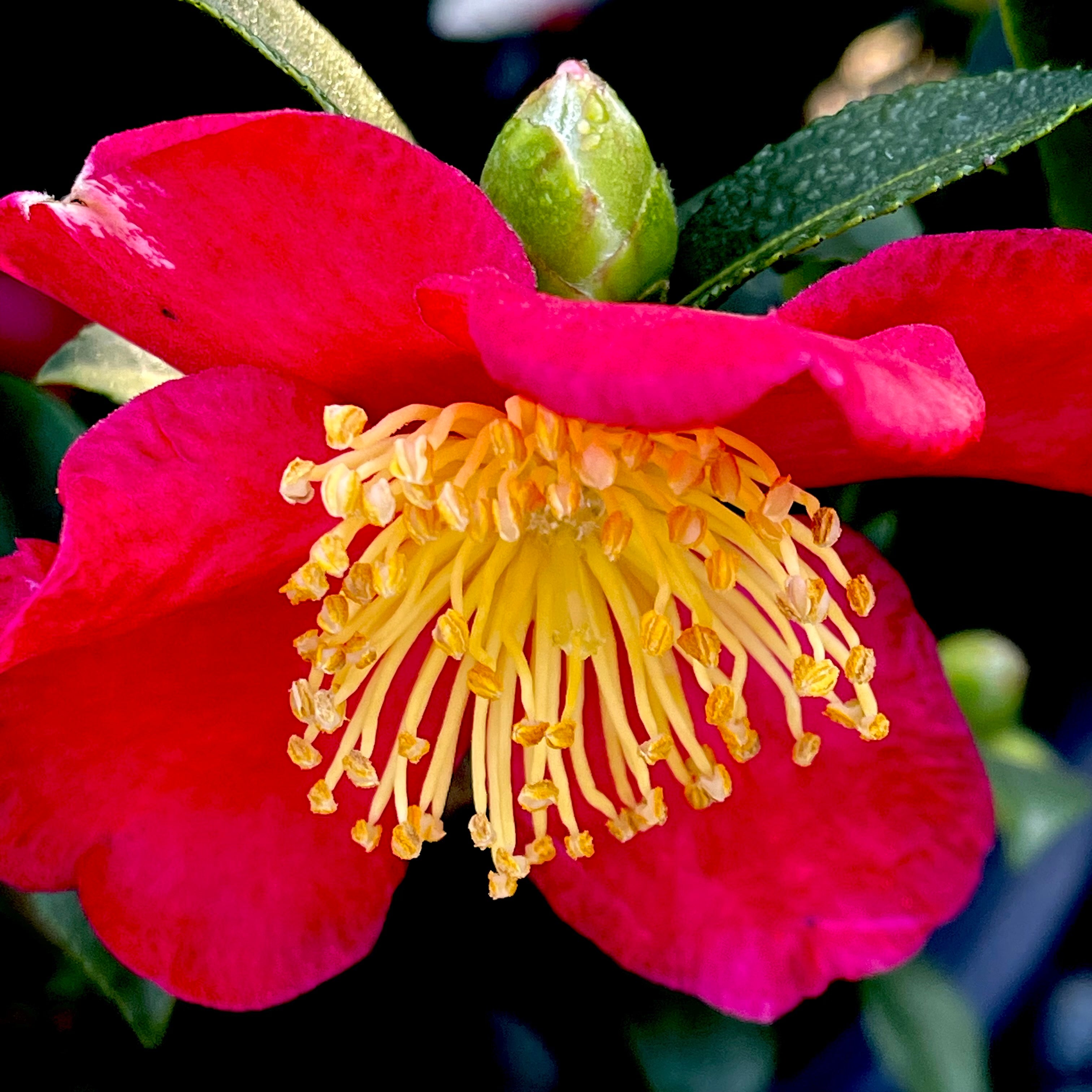 Tole Short Potted Camellia