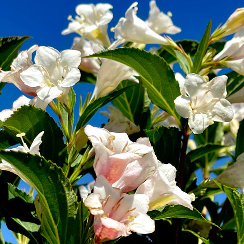Sonic Bloom® Pearl Weigela