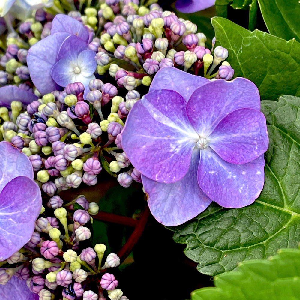 Twist and Shout® Bigleaf Hydrangea - 3 gallon container – Lots of Plants