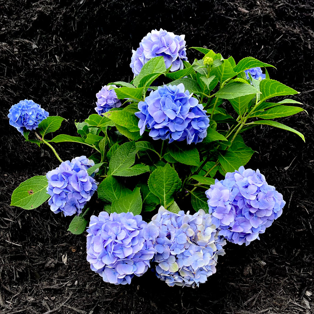 TWO- #1 Gallon Potted Nantucket Blue(TM) Hydrangea (Hydrangea macrophylla 'Grenan') plant shrub on sale