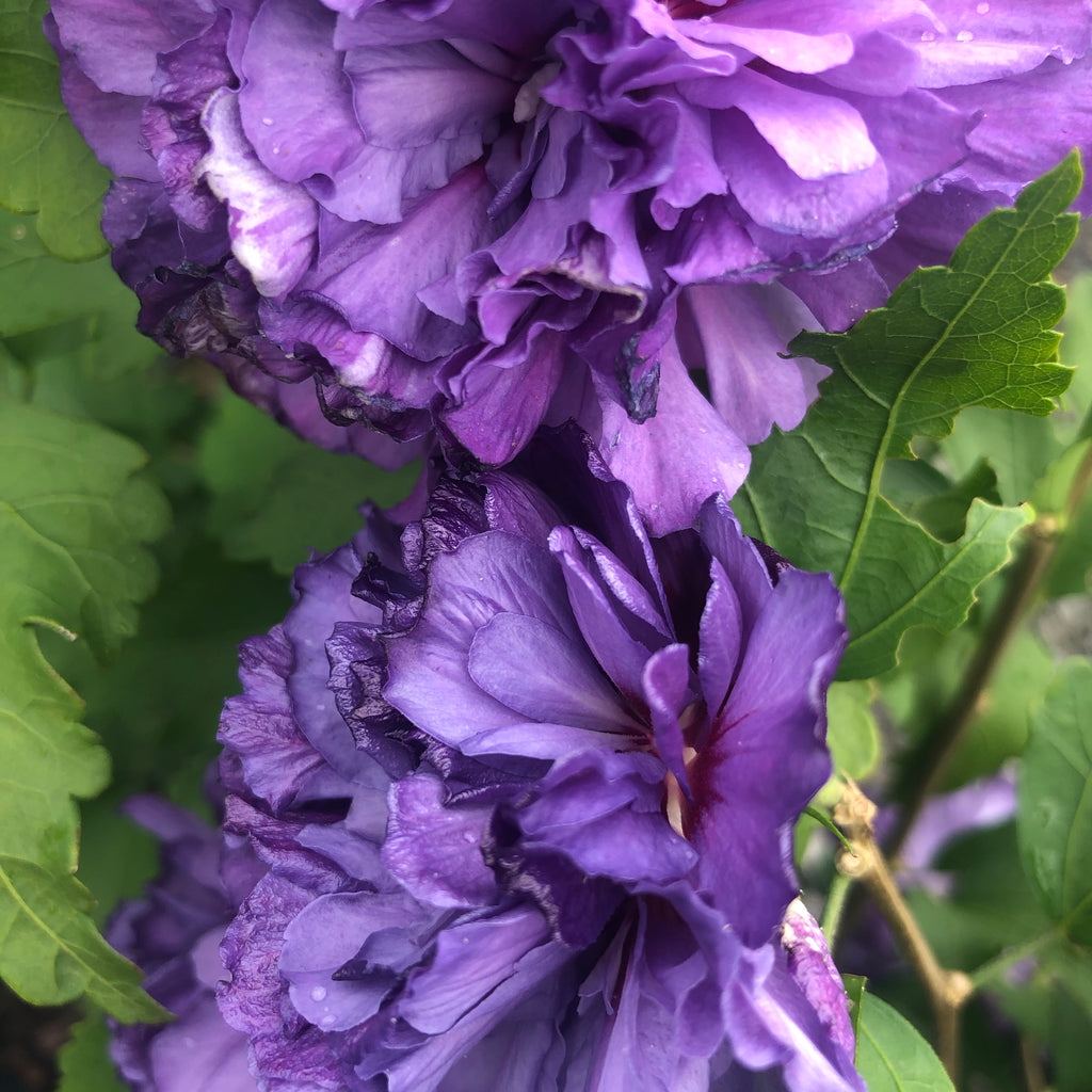 Blueberry Smoothie™ Hibiscus 'Rose of Sharon' - 2 gallon container ...