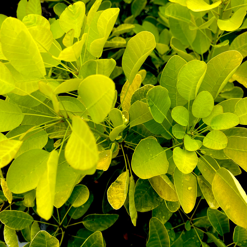 Winecraft Gold Smokebush 3 gallon container Lots of Plants