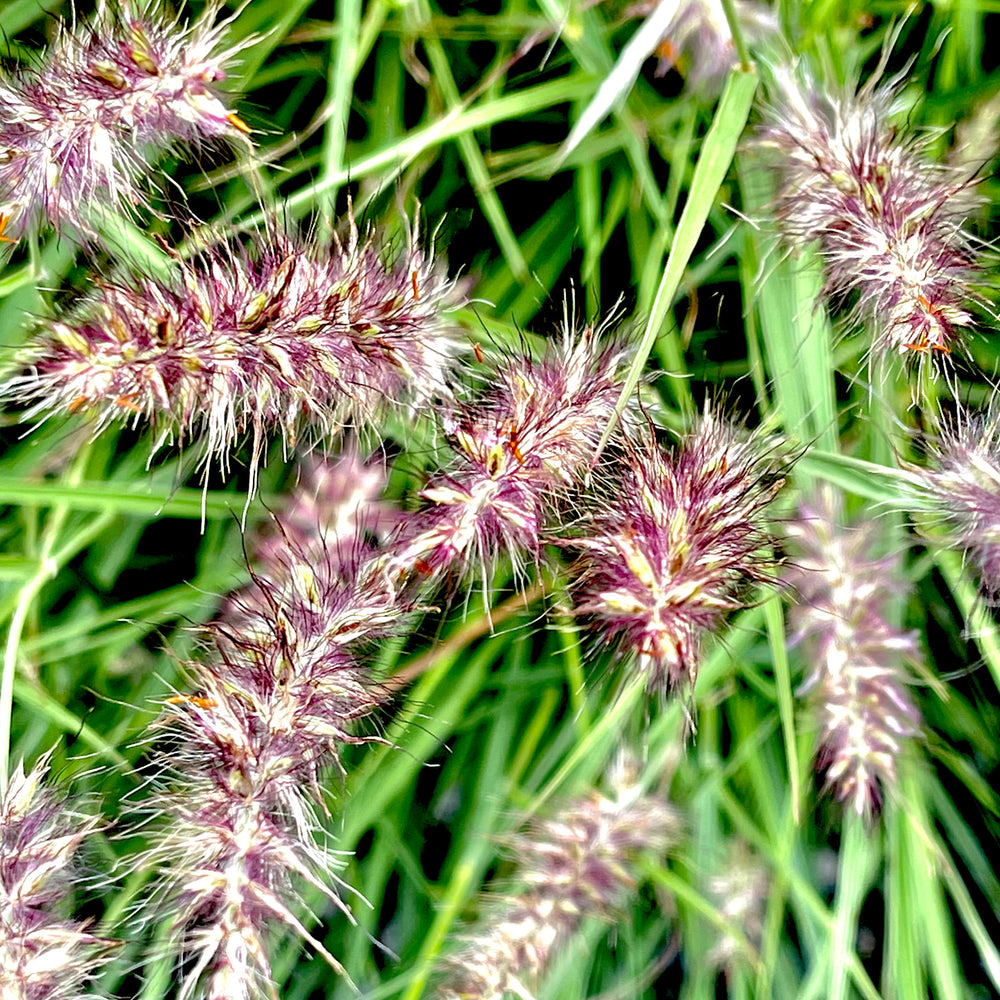 Karley Rose Fountain Grass 3 gallon container Lots of Plants