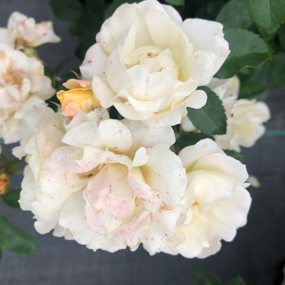 Popcorn Drift® Rose - 3 gallon container – Lots of Plants