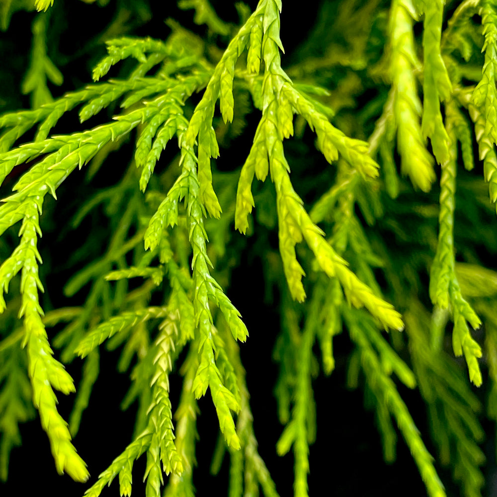 Gold Mop Cypress 3 or 7 gallon container Lots of Plants