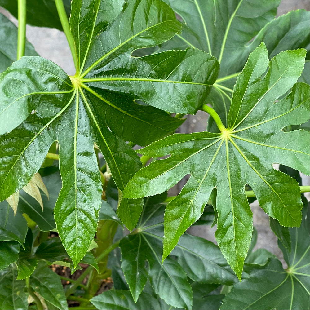 Fatsia, Glossy Paper Plant- 3 gallon container – Lots of Plants