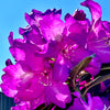Purple Passion Rhododendron