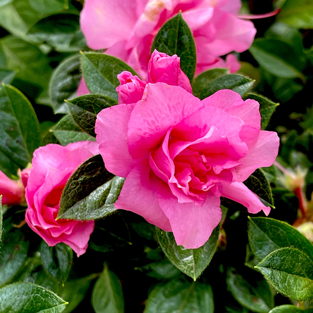 Autumn Carnation® Encore Azalea 3 gallon container Lots of Plants