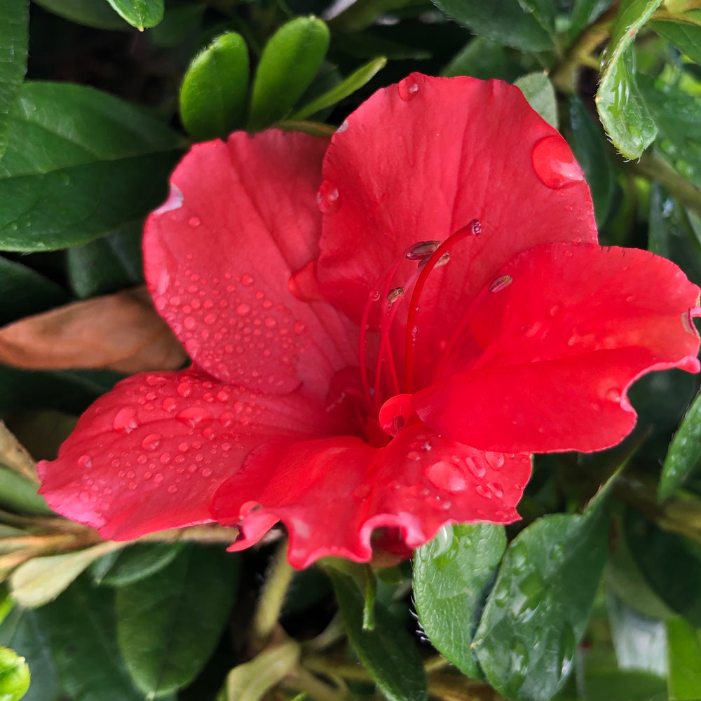 Autumn Sunset® Encore Azalea - 3 gallon container – Lots of Plants