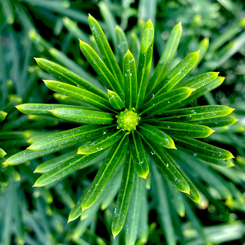 Fastigiata Plum Yew- 3 Gallon