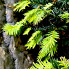 Watnong Gold Yew