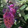 Kaleidoscope Bicolor Butterfly Bush