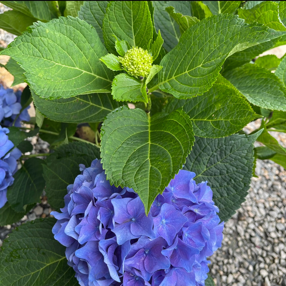 Let's Dance™ Rhythmic Blues Hydrangea - 3 gallon container – Lots of Plants