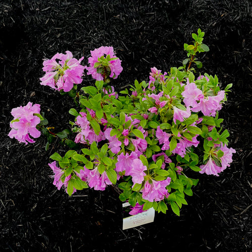 Autumn Lilac Encore Azalea- 3 Gallon