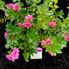 Autumn Carnation® Encore Azalea