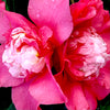 Chandleri Elegans Camellia