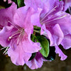 Autumn Lilac® Encore Azalea
