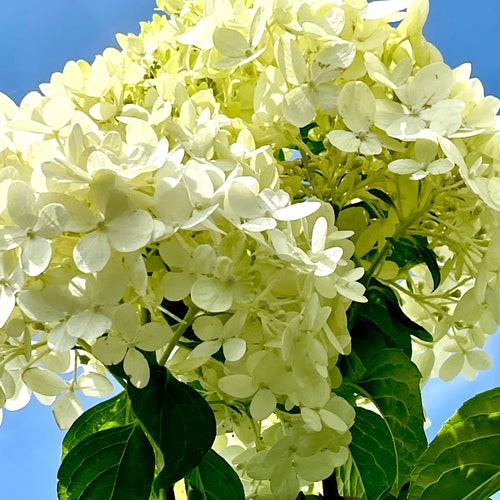 Frill Ride Hydrangea Flaunts Ruffled Flowers That Burst with Color