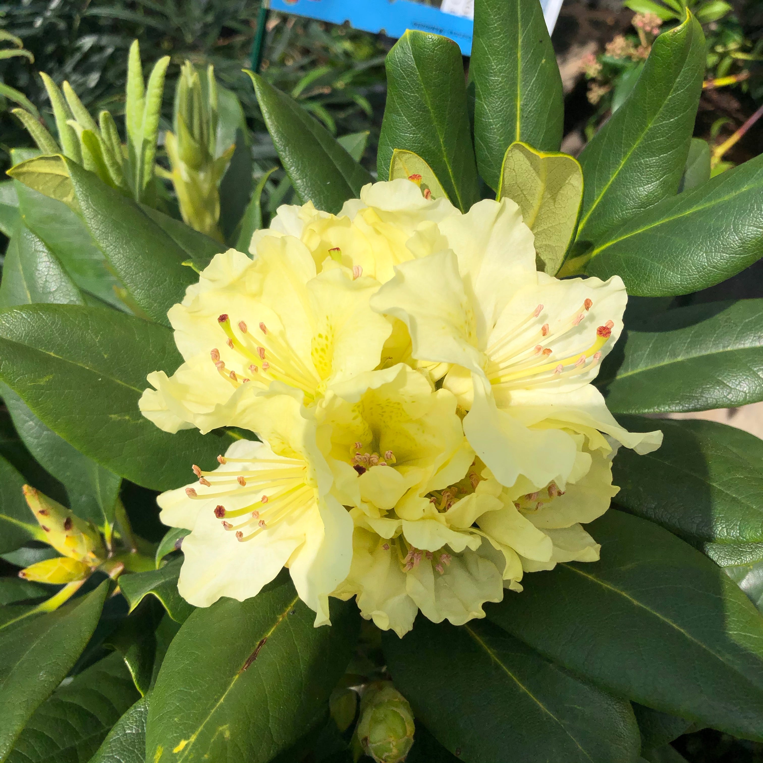 Capristano Rhododendron Rhododendron