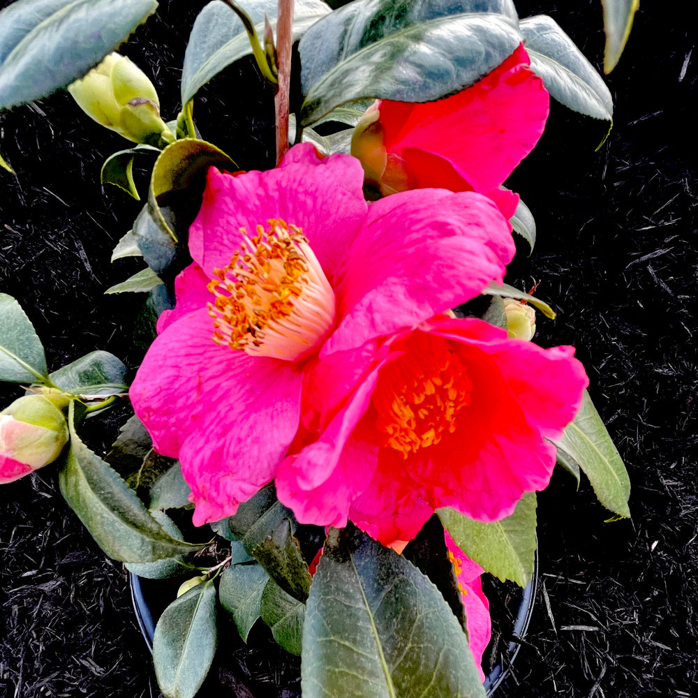 Spring's Promise Camellia - 3 gallon container – Lots of Plants