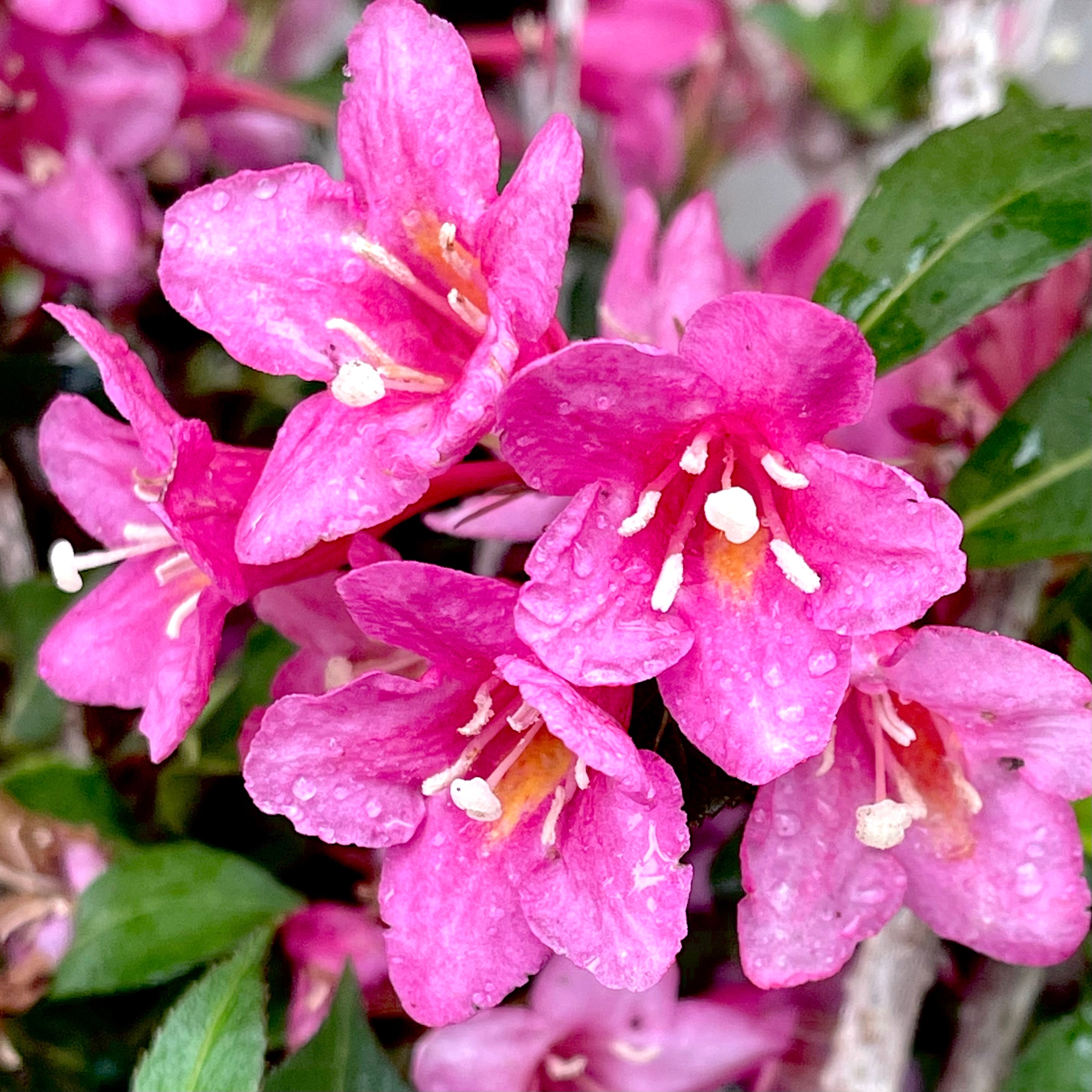 Sonic Bloom Pink Weigela- 3 Gallon