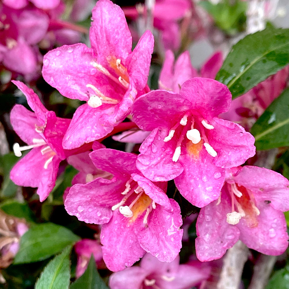 Sonic Bloom Pink Weigela- 3 Gallon